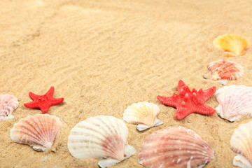 Fototapeta na wymiar Seashells on sand, close-up