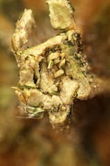 Close up of pumpkin (macro)