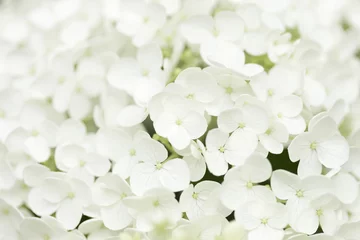 Photo sur Plexiglas Hortensia アジサイの花