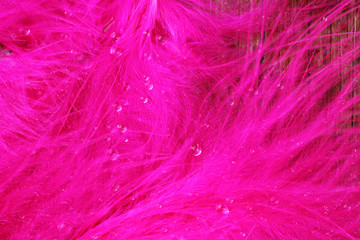 Obraz premium Colorful feather, close-up