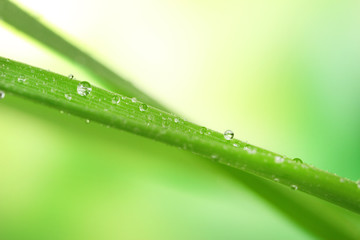 Fresh grass with dew drops close up