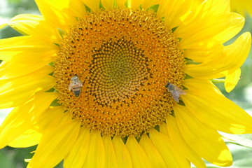 Naklejka premium sunflower