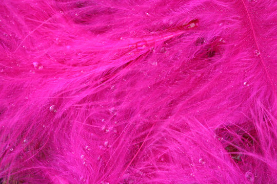 Colorful feather, close-up