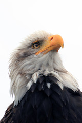Seeadler