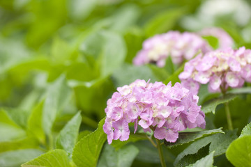 雨上がりのアジサイの花