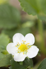 イチゴの花