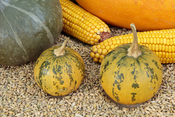 Pumpkins and corn on oat background