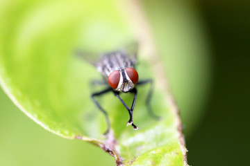 Fly