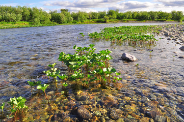 coast North of the river in  summer.