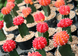 colorful of cactus at flower market
