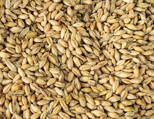 Oats grain texture