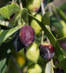 Olives