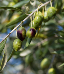 Olives