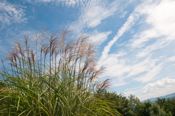 Fototapeta premium closeup of a chinese silver grass against the blue sky