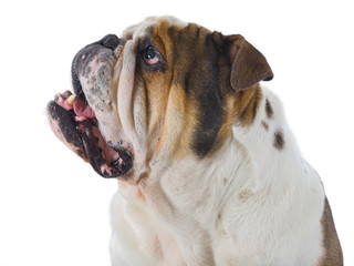 Head of English bulldog dog looking up