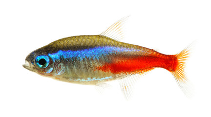 Neon tetra fish isolated white