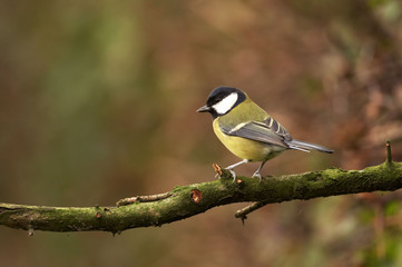 Great Tit - Parus major