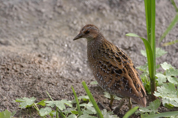 Spotted Crake - Porzana porzana