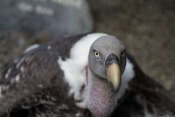 vautour