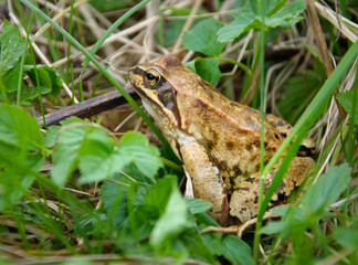 Brown frog