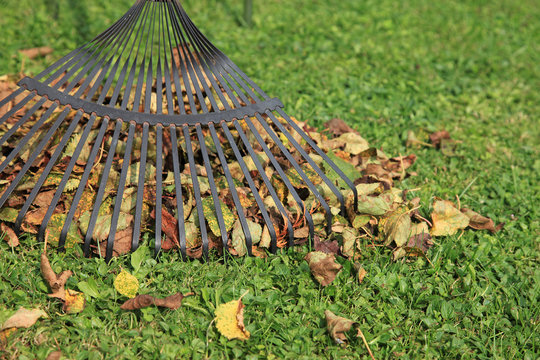 recogiendo hojas con un rastrillo oto&ntilde;o 8593-f14