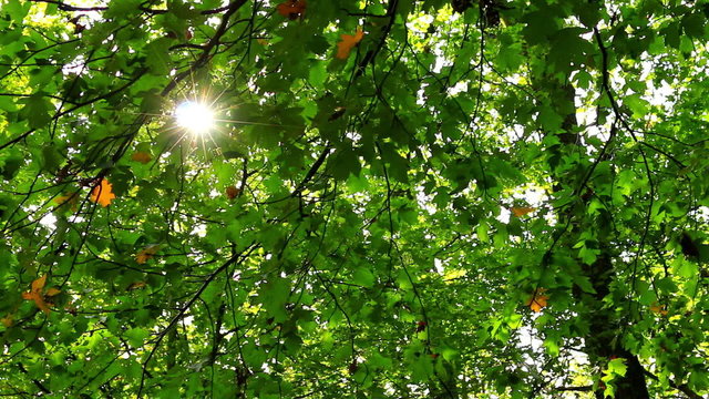 Beautiful, harmonious forest detail, with sycamore maple leaves