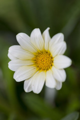 Obraz premium 白く咲くノースポール