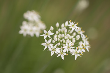 白く咲くニラの花