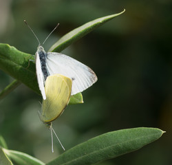 Papillons sur olivier