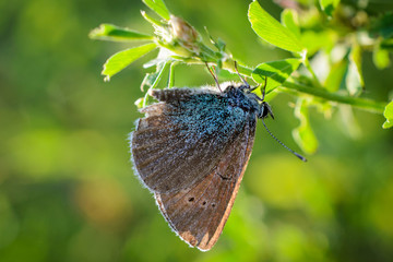 Obraz premium Butterfly 5