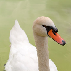 Obraz premium Schwan - Cygnini