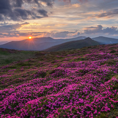 rhododendron