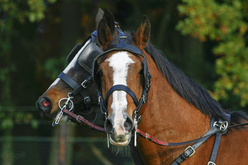 Twee paarden, elk kijkt naar een andere kant.