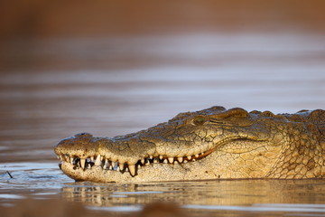 Nile Crocodile