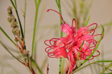 Colorful flowers blooming in the bright sunlight