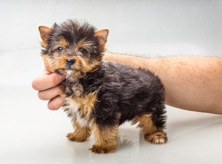 Yorkshire terrier