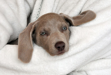 Weimaraner Welpe