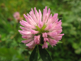 Цветок клевера