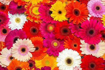 Gerbera
