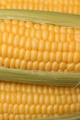 Corn