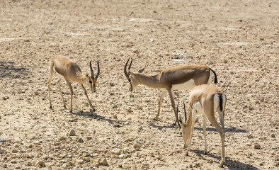 Young antelope on desert background horns impala