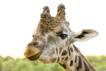 closeup portrait of a giraffe