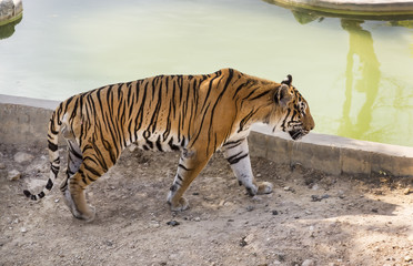 tiger in the wild in Africa