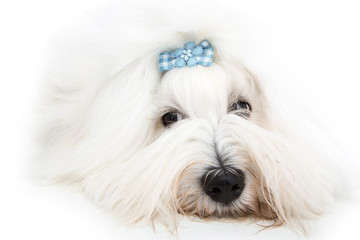 Isolierter Coton de Tulear Hund - Baumwollhund mit Schleife