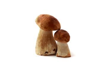 two forest mushroom
