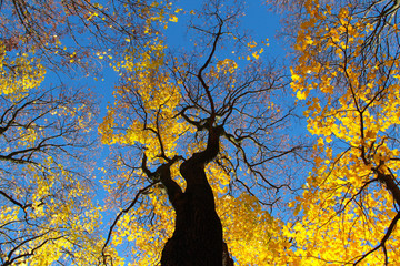 Colorful autumn trees against blue sky