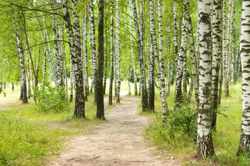 Schilderijen op glas Berk Grove © Kamparin