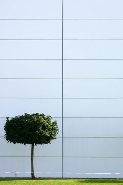 Zierbaum und Blechfassade