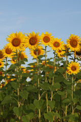 sunflowers on blue sky