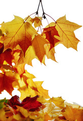 Isolated autumn leaves